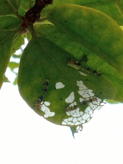 Lepidoptera