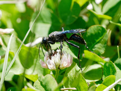 Stangeella