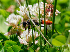 Sphex mendozanus