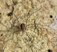 Cosmobunus granarius