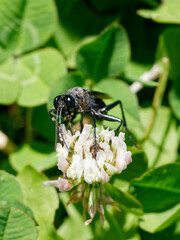 Stangeella cyaniventris