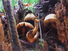 Gymnopilus punctifolius