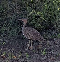 Eupodotis ruficrista
