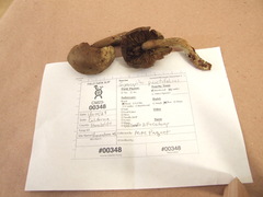 Gymnopilus punctifolius