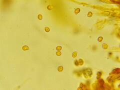 Gymnopilus punctifolius