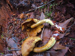 Gymnopilus punctifolius