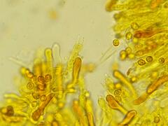 Gymnopilus punctifolius