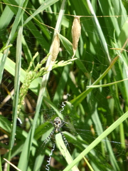 Argiope catenulata