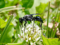 Stangeella cyaniventris