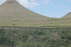 Alcelaphus buselaphus