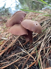 Laccaria amethysteo-occidentalis