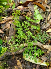 Lindsaea trichomanoides