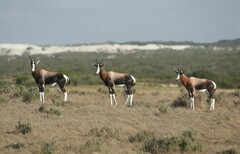 Damaliscus pygargus pygargus