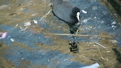 Fulica atra