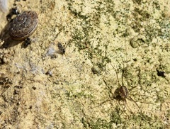 Cosmobunus granarius