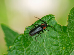 Polemius denticornis