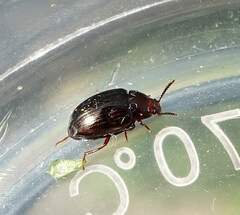 Scaphidema metallicum