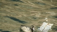 Fulica atra