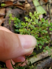 Lindsaea trichomanoides