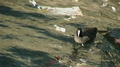 Fulica atra