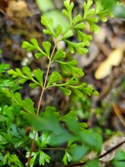 Lindsaea trichomanoides