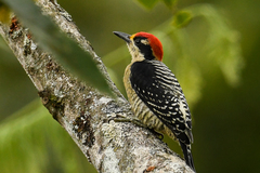 Melanerpes pucherani