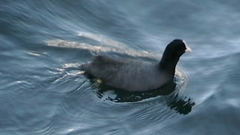 Fulica atra
