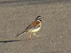 Emberiza flaviventris