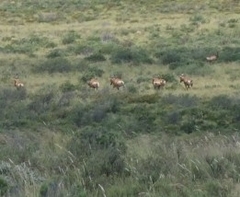 Alcelaphus buselaphus