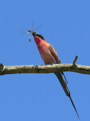 Merops nubicoides