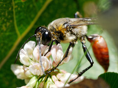 Sphex mendozanus