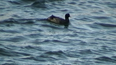 Fulica atra