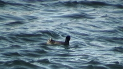 Fulica atra