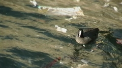 Fulica atra