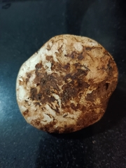 Tricholoma caligatum