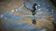 Fulica atra