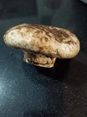 Tricholoma caligatum