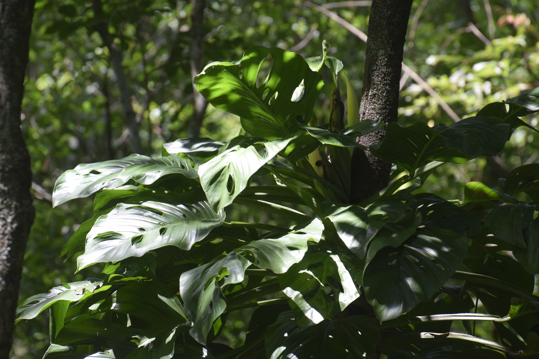 Monstera Adansonii Subsp Klotzschiana Schott Mayo I M Andrade