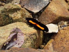 Catonephele acontius