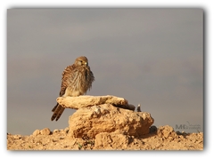 Falco tinnunculus