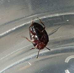 Scaphidema metallicum