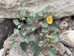 Physalis crassifolia