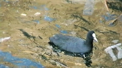 Fulica atra