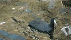 Fulica atra