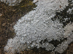 Rinodina