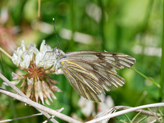 Tatochila