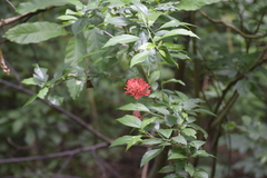 Hibiscus schizopetalus