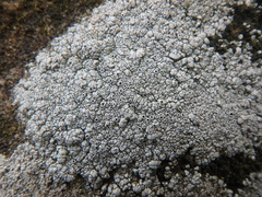 Rinodina