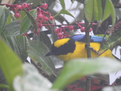 Anisognathus somptuosus