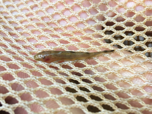 Shorttail catfish (Phractura brevicauda) — Amphiliidae — 3